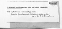 Lophodermium versicolor image
